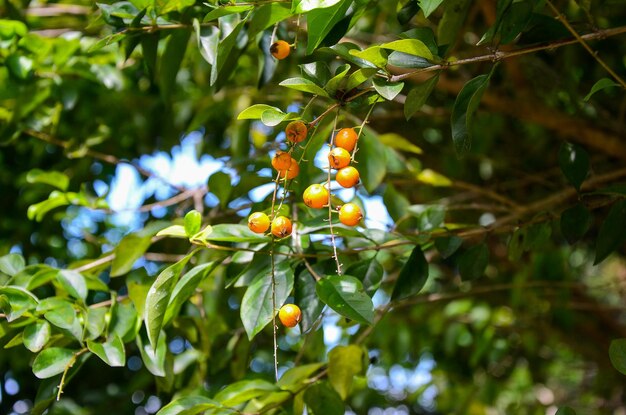 Golden Dewdrops in the park