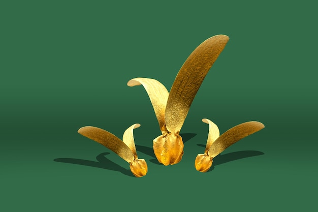 Golden dipterocarpus seed from dipterocarpus tree on green background