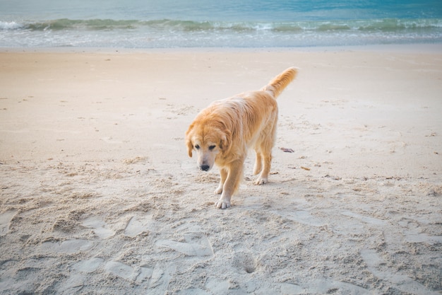 Golden dog walking on the beach at sunset