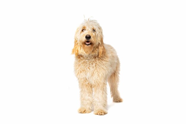 Golden Doodle hond