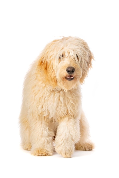 Golden Doodle hond