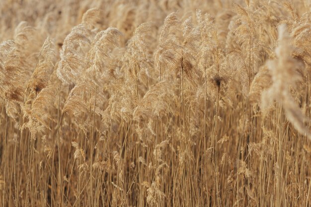 Golden dry reeds on the lake sway in the wind against the blue sky