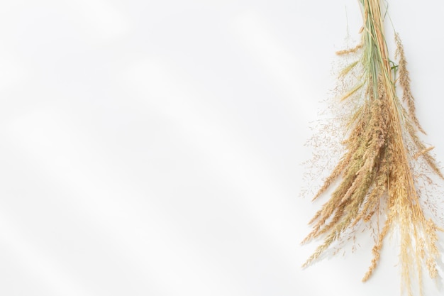 golden dry wild cereals on white background in sunlight