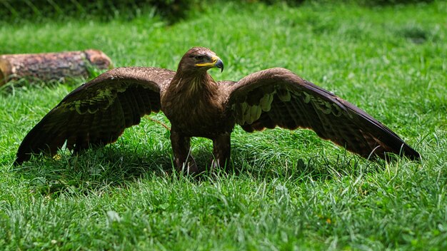 ザールブルクの航空ショーでのイヌワシ