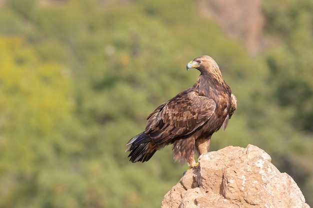 Golden eagle (Aquila chrysaetos homeyeri) Cordoba, Spain