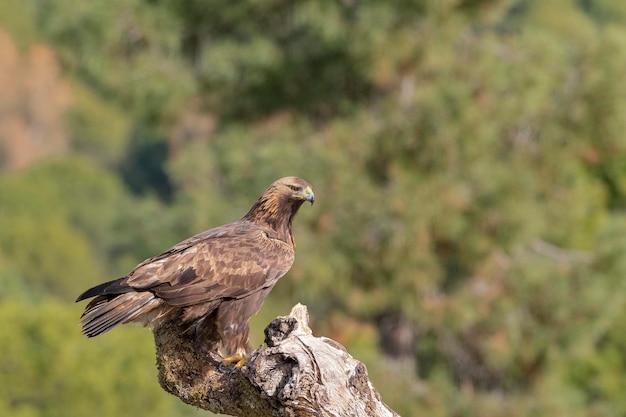 イヌワシ (Aquila chrysaetos homeyeri) コルドバ、スペイン