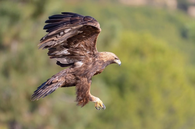 Aquila reale (aquila chrysaetos homeyeri) cordova, spagna