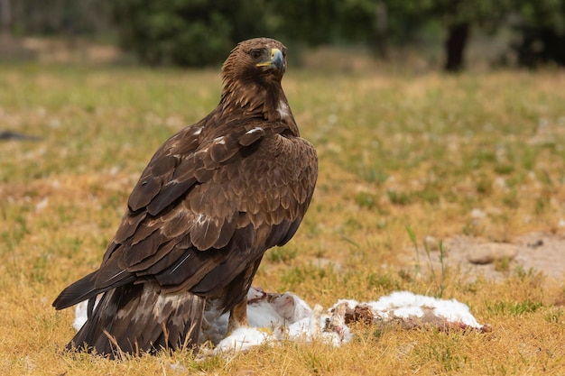 Golden eagle Aquila chrysaetos homeyeri Salamanca Spain