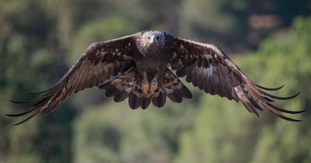 Золотой орел Aquila chrysaetos в Сьерра-Морене, Испания