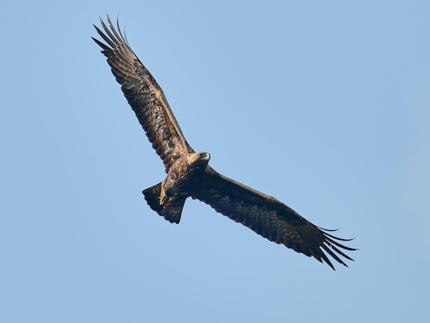 검독수리 Aquila chrysaetos