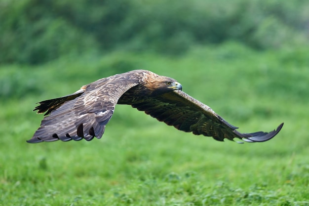 Golden eagle Aquila chrysaetos