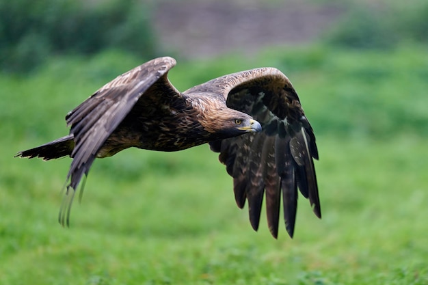 Golden eagle Aquila chrysaetos