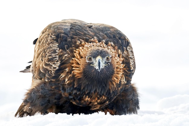 Golden eagle Aquila chrysaetos