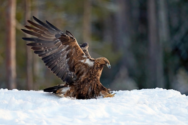 イヌワシ Aquila chrysaetos