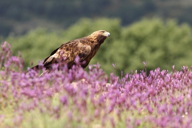 Golden Eagle female among purple flowers with the first light of the morning