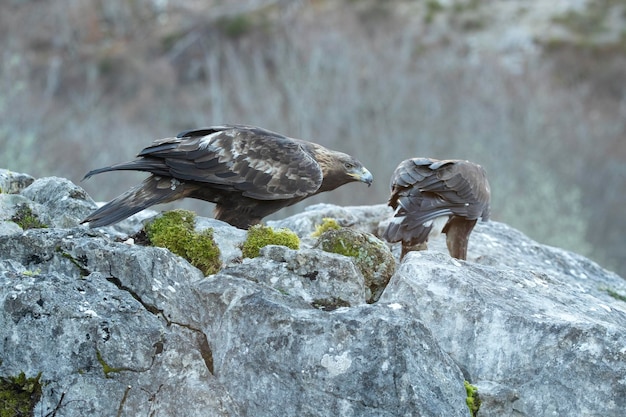 写真 黄金の鷹の雄と雌はユーロシベリアの山岳地帯の彼らの領土内にいます