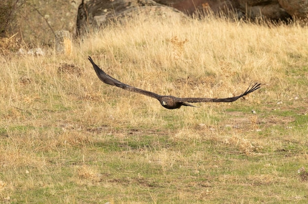 Golden eagle male flying in a Mediterranean forest with the first light of the day