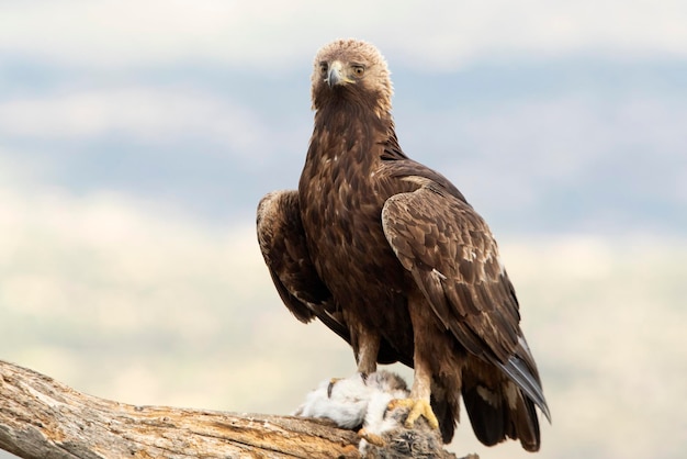 Maschio di aquila reale nella sua torre di guardia preferita che protegge un coniglio cacciato di recente