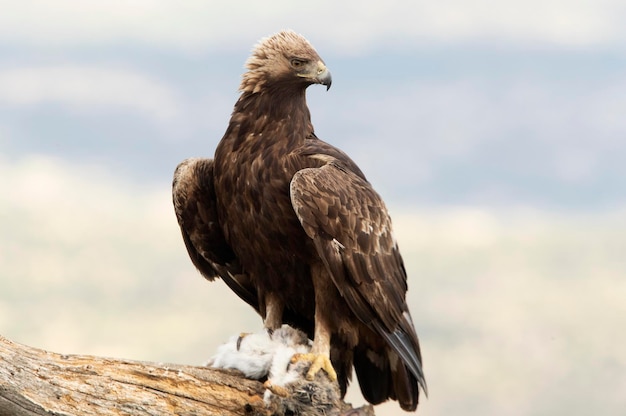 Golden eagle male in his favorite watchtower protecting a recently hunted rabbit