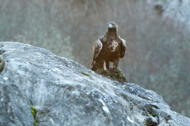 写真 黄金のオオカミワシは日の出の最初の光でビーチとオークの森のある山岳地帯にいます