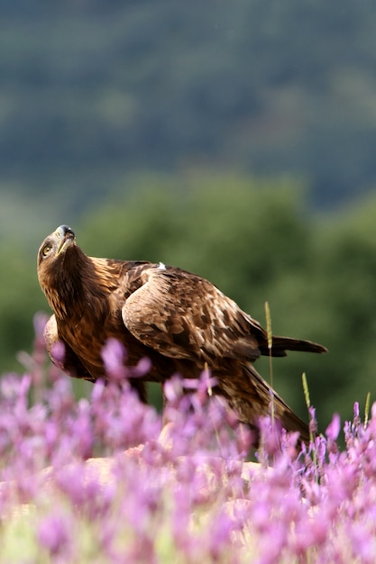 Golden Eagle male among purple flowers with the first light of dawn