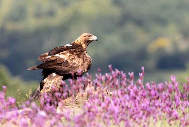 Golden Eagle male among purple flowers with the first light of day