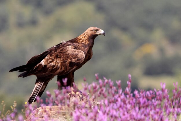 Golden Eagle male among purple flowers with the first light of day