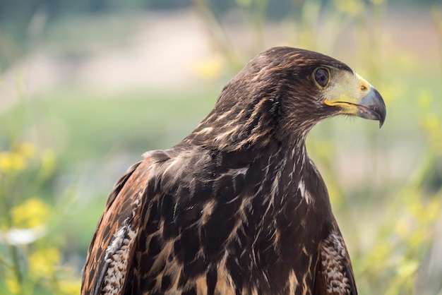 Golden eagle resting in the sun with open mouth