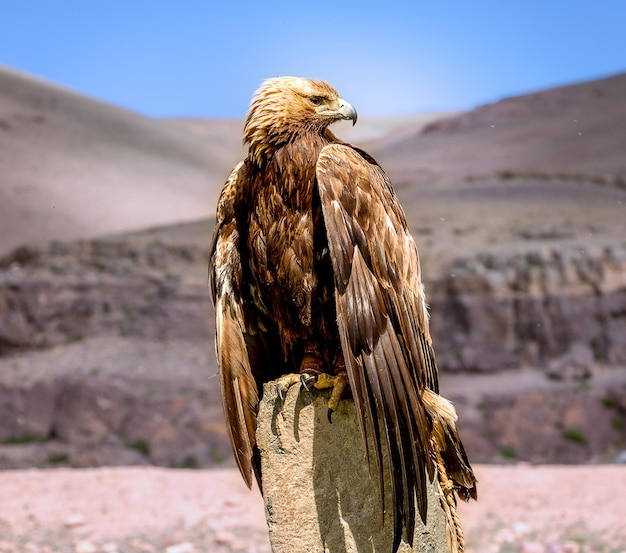 写真 ゴールデン イーグル西モンゴル。猛禽