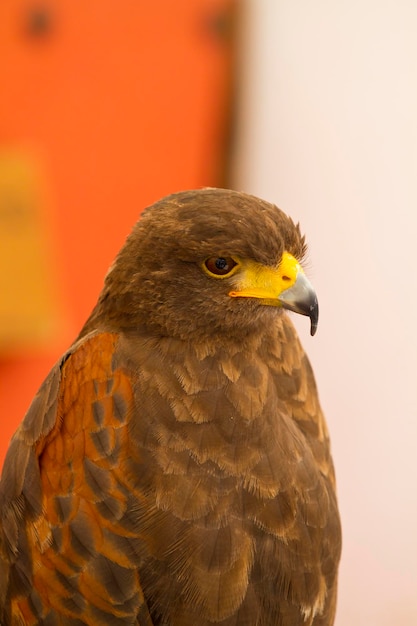 golden eagle