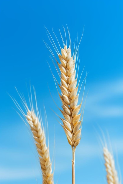 golden ear of wheat against the blue sky soft focus closeup