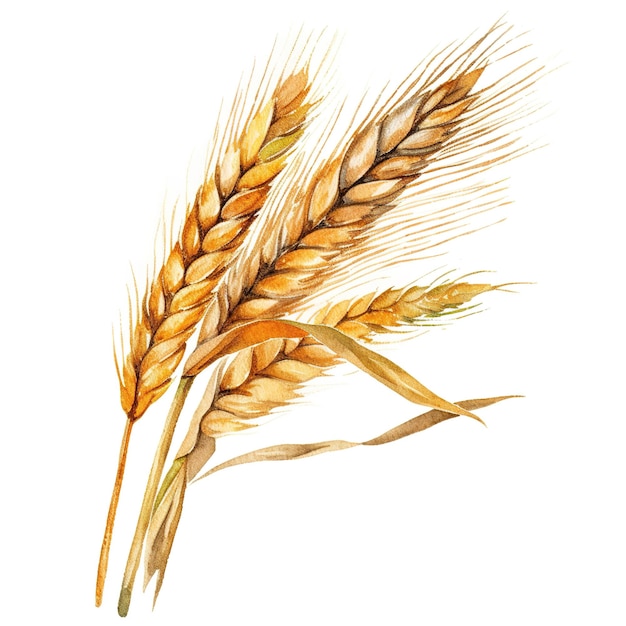 golden ear of wheat illustration vector