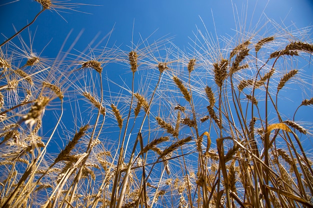 Golden ears on blue sky background, bottom view