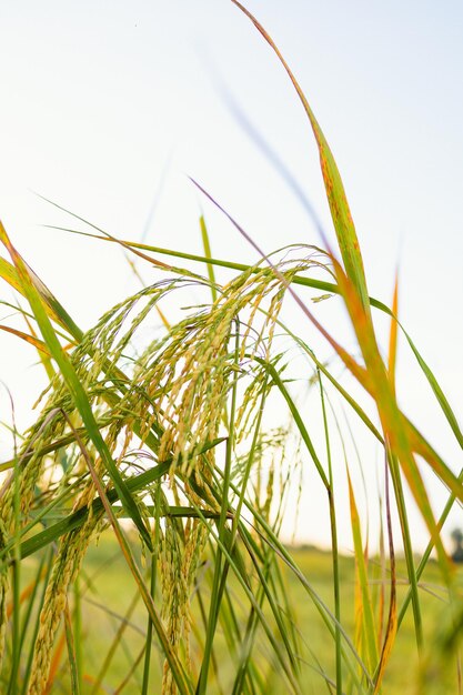 Golden ears of rice in the field at sunset