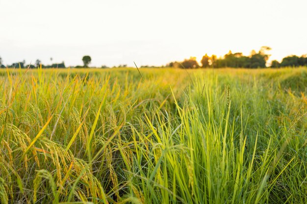 Golden ears of rice in the field at sunset