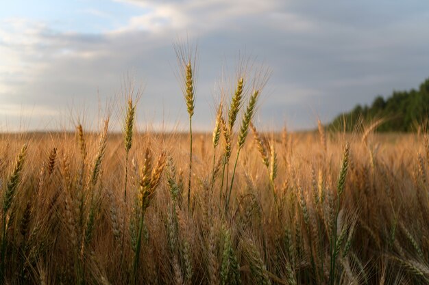 Golden ears of ripe wheat in the evening sun