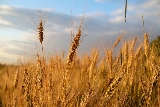 Golden ears of ripe wheat in the evening sun