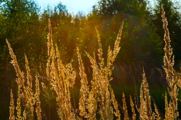 Spighe dorate al tramonto bellissimo autunno