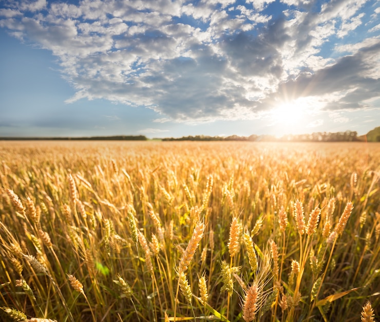 Photo golden ears of wheat under blue sky