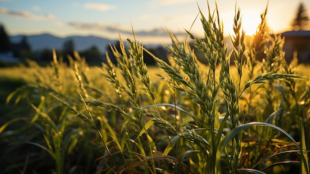 Golden ears of wheat on the field at sunset Shallow depth of fieldgenerative ai