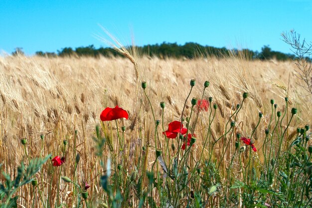 Golden ears at the wheat field with blue cloudy sky in the background and red poppys in the foreground