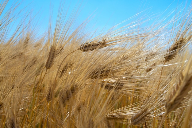 Golden ears at the wheat field with blue cloudy sky in the background