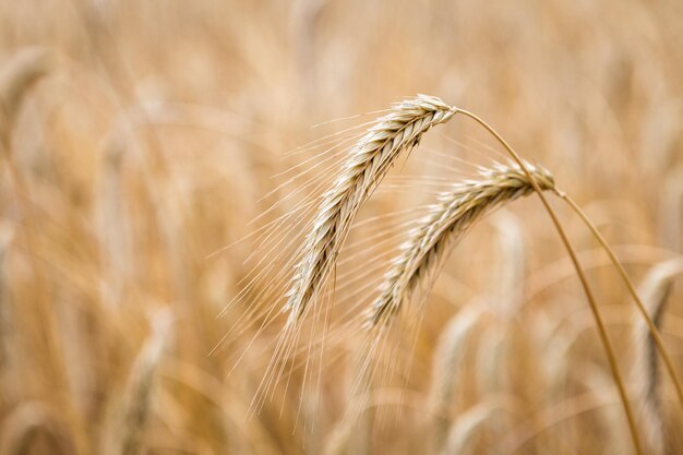 Golden ears of wheat on the field