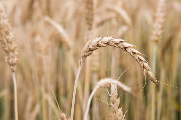 Golden ears of wheat on the field