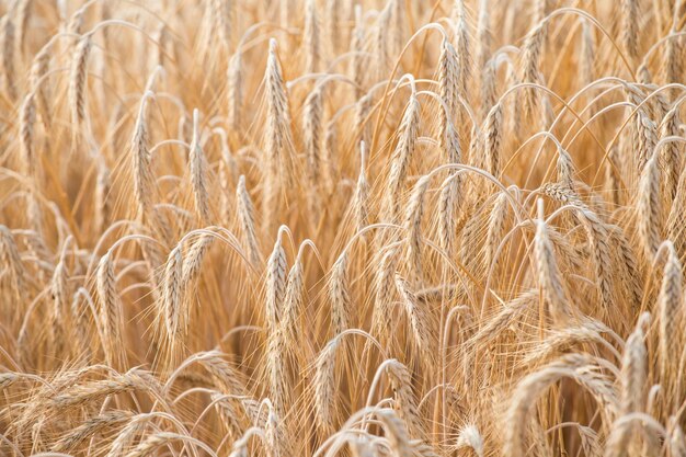 Golden ears of wheat on the field