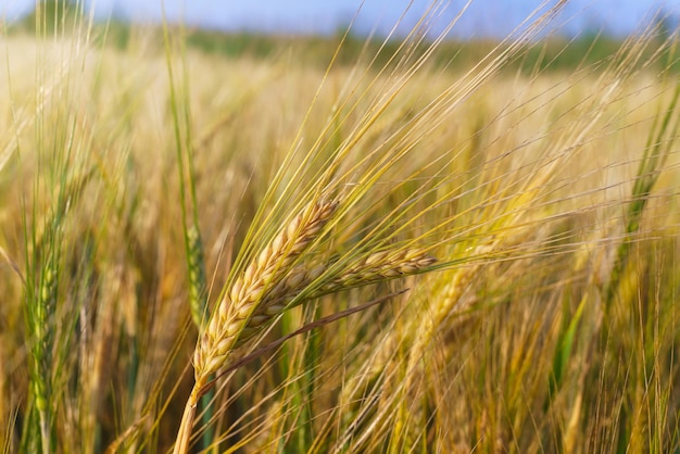 Golden ears of wheat on the field