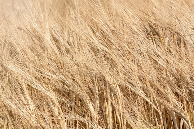 Golden ears of wheat in summer on the field. Wheat Background.