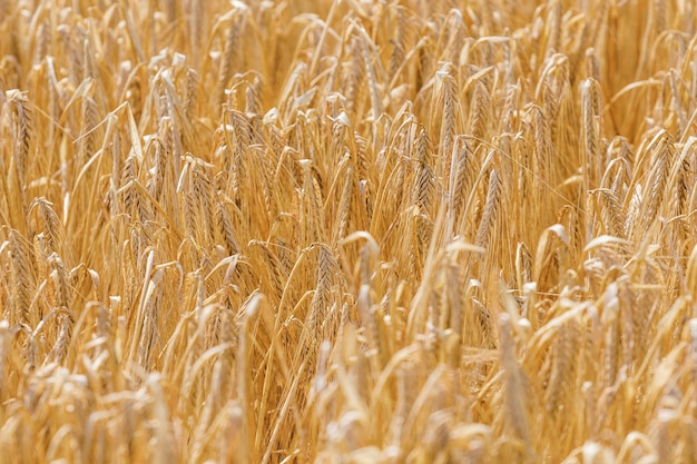 Golden ears of wheat in summer on the field.