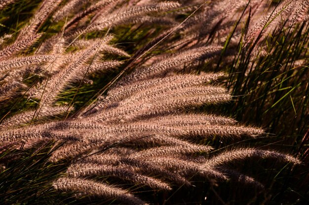 Golden Ears