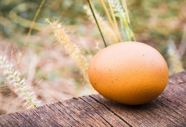 Фото Золотое яйцо в гнезде